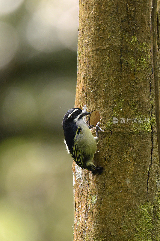 Yellow-rumped Tinkerbird